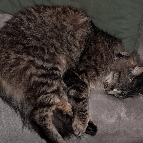 Melhorar o espaço exterior dos meus animais de estimação e dos que aparecem